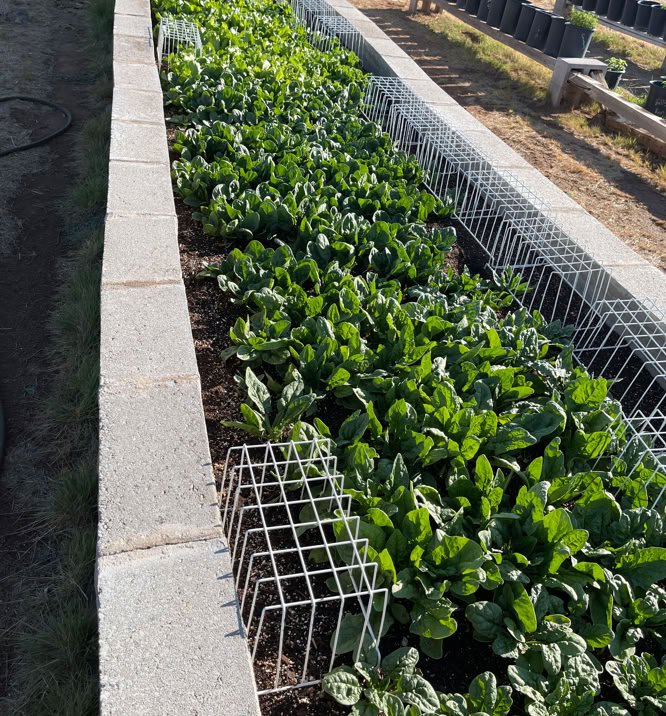 FUNGI, TREE AND BEE Agricultural devolopemnt, philanthropy, mycology, design and production research for multiple industries.