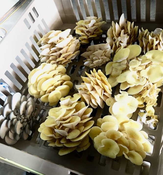 FUNGI, TREE AND BEE Agricultural devolopemnt, philanthropy, mycology, design and production research for multiple industries.