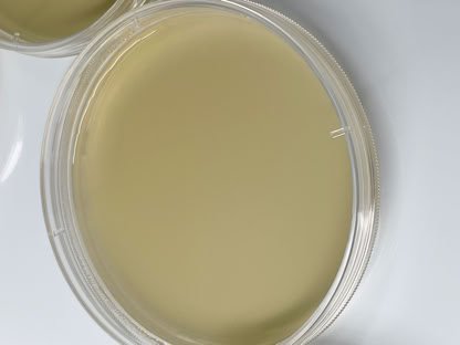 SUN AGAIN FARM MUSHROOM FARM