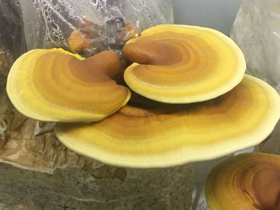 reishi