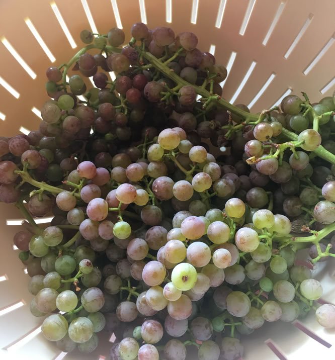 FUNGI, TREE AND BEE Agricultural devolopemnt, philanthropy, mycology, design and production research for multiple industries.