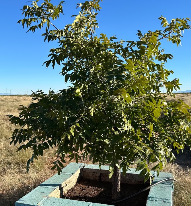 FUNGI, TREE AND BEE Agricultural devolopemnt, philanthropy, mycology, design and production research for multiple industries.